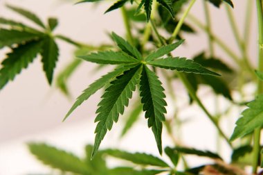 Pembe arka planda esrar bitkisi. Kenevir çalısı, genç çalılık. Taze yapraklar yakın çekim, makro görünüm. 