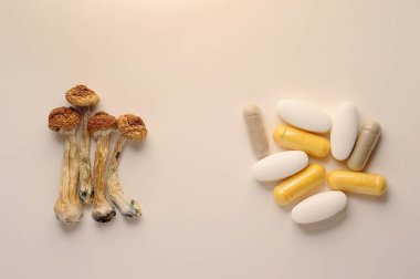 Mikrodoz konsepti. Beyaz arka planda kuru psilosibin mantarları. Psikedelik, akıl almaz, sihirli mantar. Tıbbi kullanım. 
