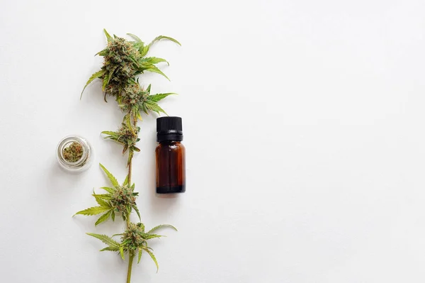 Marijuana plant on white background. Cannabis plant with blossom buds and medical oil. Drying and Curing Cannabis.