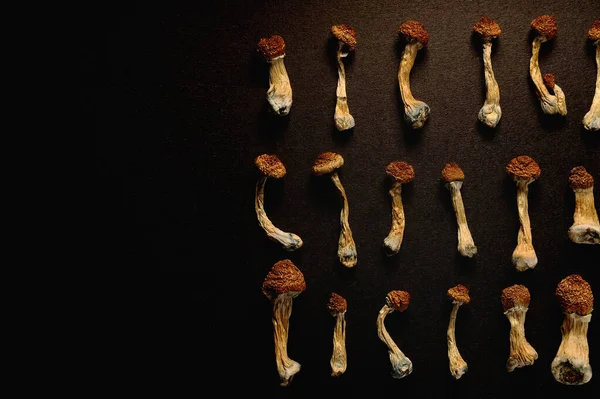 Açık sarı arka planda psilosibin mantarları. Psikedelik, akıl almaz, sihirli mantar. Tıbbi kullanım. Mikrodozlama kavramı.