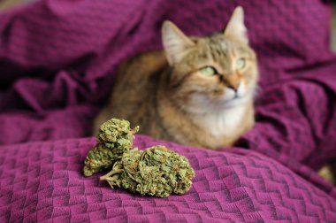 Marihuana tomurcukları ve bir kedi. Mor arka planda tıbbi esrar. Eğlence eğlencesi, evcil hayvan terapisi. Tıbbi kullanım, yasallaştırma kavramı. 