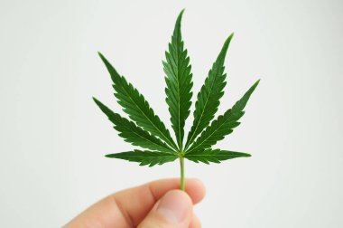 Kenevir insanın elinde tam gelişmiş bir yaprak. Beyaz arka planda izole edilmiş taze marihuana bitkisi.