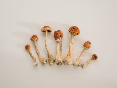 Beyaz arka planda psilosibin mantarları, izole. Psikedelik, sihirli mantar, Altın Öğretmen. Tıbbi bilimsel kullanım. 