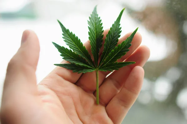 Kenevir insanın elinde tam gelişmiş bir yaprak. İçerde taze marihuana bitkisi, bokeh arkaplan.
