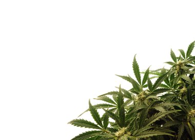 Beyaz arka planda marihuana çalısı. Kenevir çalısı, genç bitki. 