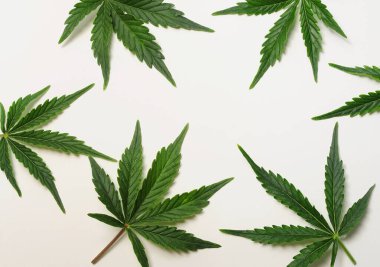 Kenevir yaprakları, beyaz arka planda izole edilmiş marihuana deseni. Bitkisel ilaçlar. Kenevir rekreasyonu, yasallaştırma konsepti.