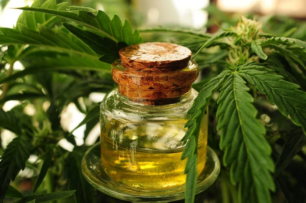 Marijuana oil, cbd recreation. Fresh cannabis shrub
