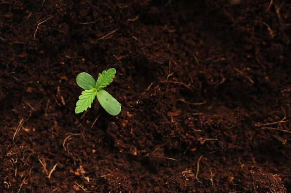 Kenevir filizleri çok yakın. Taze taze marihuana yaprakları toprakta yetişir, düzleşir. Büyüyen kavram.