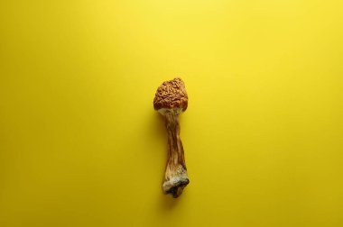 Mikrodoz konsepti. Parlak sarı arkaplanda kuru psilosibin mantarları. Psikedelik mantar yakın plan. Tıbbi kullanım. 