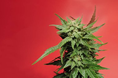 Çiçekli kenevir dalı. Kırmızı arka planda taze bitki izole edildi. Yeşil marijuana yaprakları. Kenevir rekreasyonu, yasallaştırma konsepti.