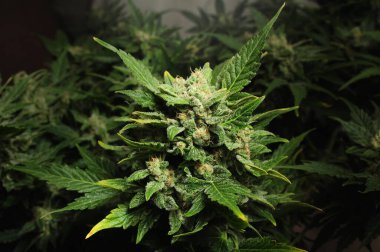 Çiçekli kenevir çalısı. Siyah arka planda izole edilmiş taze bitki. Yeşil marijuana yaprakları. Bitkisel ilaç düzeni. Kenevir rekreasyonu, yasallaştırma konsepti.