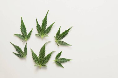 Kenevir yaprakları, beyaz arka planda izole edilmiş marihuana bitkisi. Bitkisel ilaçlar. Kenevir rekreasyonu, yasallaştırma konsepti.