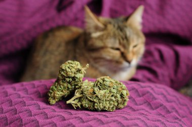 Marihuana tomurcukları ve bir kedi. Mor arka planda tıbbi esrar. Eğlence eğlencesi, evcil hayvan terapisi. Tıbbi kullanım, yasallaştırma kavramı. 