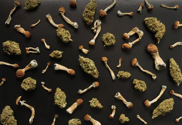 Mikrodoz konsepti. Siyah arka planda psilosibin mantarları ve marihuana tomurcukları var. Psikedelik gezi, doğrulama konsepti.