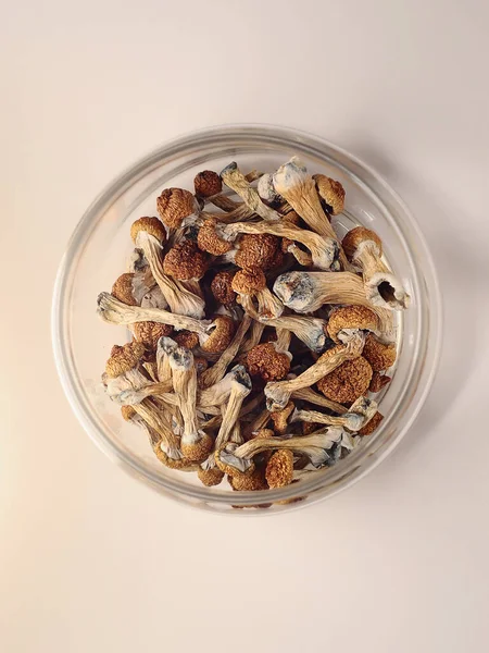 Cam kavanozdaki psilosibin mantarları toz pembe arka planda. Psikedelik sihirli mantar, Altın Öğretmen. Tıbbi kullanım. Mikrodozlama kavramı.