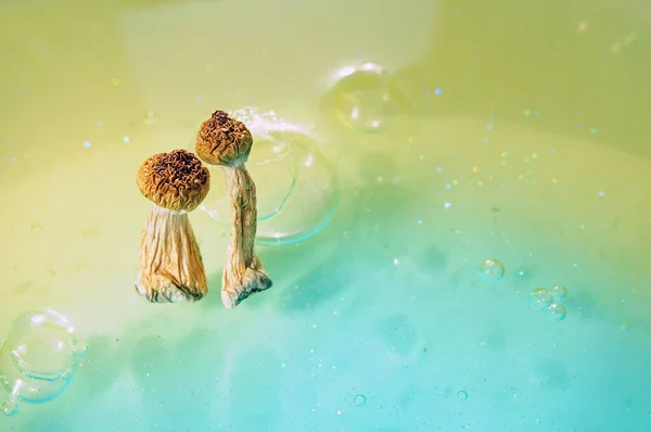 Mavi arka planda psilosibin mantarları. Psikedelik sihir yolculuğu, kozmik bilinç. Kurumuş Psilocybe Cubensis Altın Öğretmeni, izole edilmiş, düz yatıyordu. Mikro doz kavramı.