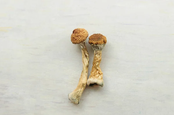 Gri arka planda izole edilmiş Psilosibe Cubensis mantarları. Psilosibin psikedelik sihirli mantarlar Altın Öğretmen. Üst Manzara, kapat. Mikro doz kavramı.