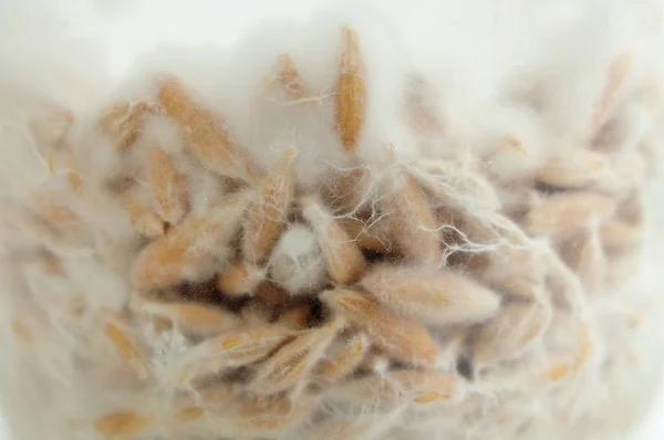 Paddestoelen Mycelium Close Mycelium Graan Biologische Psilocybe Cubensis Paddenstoelen Kweken — Stockfoto