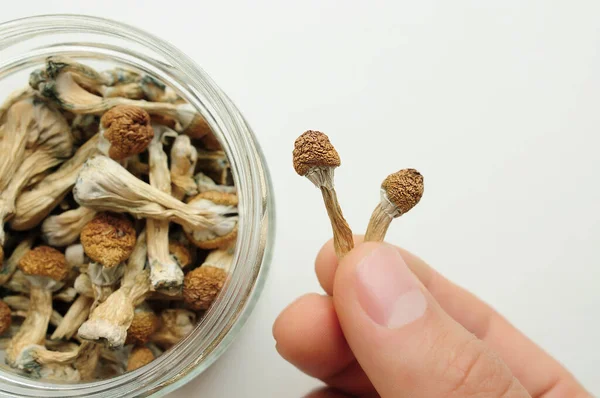 Uomo Tiene Mano Funghi Secchi Psilocibina Vaso Vetro Sfondo Bianco — Foto Stock