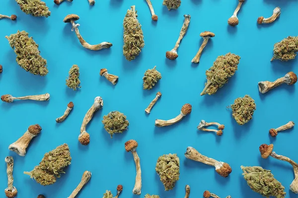 Mikrodoz konsepti. Mavi arka planda psilosibin mantarları ve marihuana tomurcukları var. Psikedelik gezi, doğrulama konsepti.