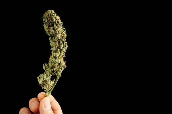 Brotes Cannabis Mano Del Hombre Tiempo Cosecha Secado Curado Recreación — Foto de Stock