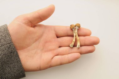 Beyaz arka planda Psilosibe Cubensis mantarları var. Psilosibin psikedelik sihirli mantarlar Altın Öğretmen. Üst manzara, düz yatış. Mikro doz kavramı.