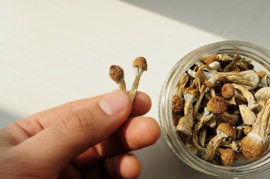 Adam elinde kurutulmuş psilosibin mantarı tutuyor. Beyaz arka planda cam kavanoz. Psikedelik, akıl almaz, sihirli mantar. Tıbbi kullanım, refah. Mikrodozlama kavramı.