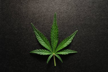 Siyah arka planda izole edilmiş güzel kenevir yaprağı. Taze marihuana bitkisi, yakın plan, üst görüş, düz alan..