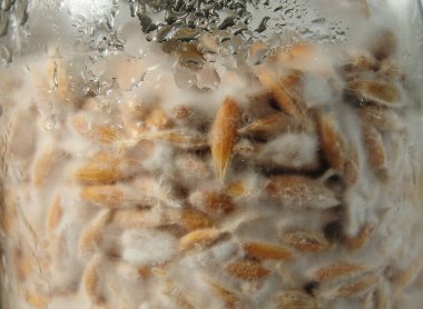 Mushroom's mycelium close-up,  mycelium on grain. Growing and cultivating organic Psilocybe Cubensis mushrooms, natural vegan food. Mushroom hypha threads. clipart