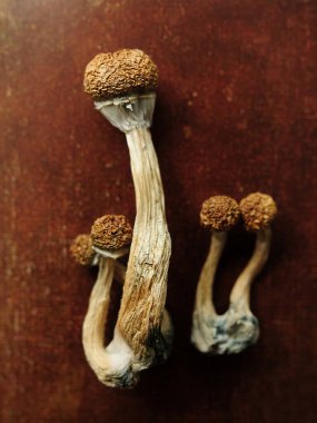 Kahverengi arka planda izole edilmiş Psilosibe Cubensis mantarları. Psilosibin psikedelik sihirli mantarlar Altın Öğretmen. Üst manzara, yakın plan. Mikro doz kavramı.