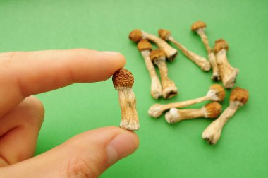 Yeşil arka planda Psilocybe Cubensis mantarları. Psilosibin psikedelik sihirli mantarlar Altın Öğretmen. Üst manzara, düz yatış. Mikro doz kavramı.