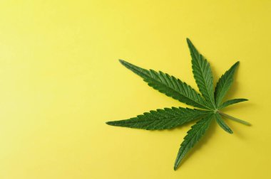 Beautiful cannabis leaf isolated on yellow background. Fresh marijuana plant close-up, top view, flat lay.