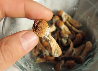 Psilosibe Cubensis mantarları insanın elinde. Psilosibin psikedelik sihirli mantarlar Altın Öğretmen. Üst manzara, düz yatış. Mikro doz kavramı.