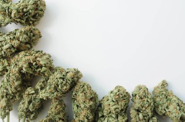 Marihuana tomurcukları yakın plan. Tıbbi esrarın beyaz arka planda çiçek açması. Kenevir rekreasyonu, tıbbi kullanım, yasallaştırma.