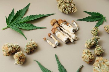 Psikedelik gezi, CBD eğlencesi. Mikro doz konsepti. Kurumuş psilosibe mantarları, esrar tomurcukları, fildişi arka planda marihuana yaprakları.. 