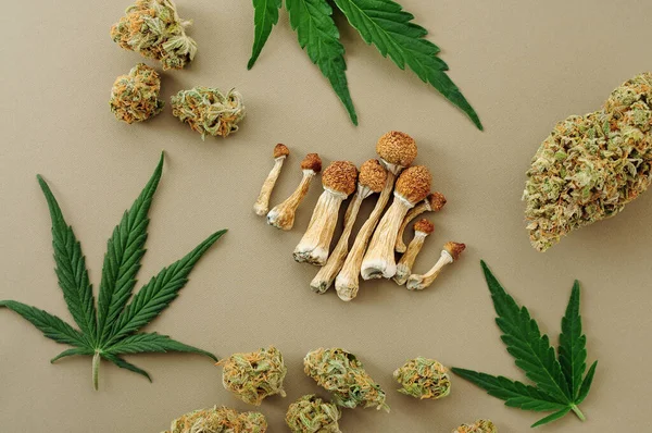 サイケデリック旅行 Cbdレクリエーション マイクロ投薬の概念 乾燥したシロシブキノコ 大麻の芽 アイボリーの背景にマリファナの葉 — ストック写真