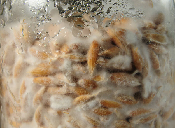 Mushroom's mycelium close-up,  mycelium on grain. Growing and cultivating organic Psilocybe Cubensis mushrooms, natural vegan food. Mushroom hypha threads.