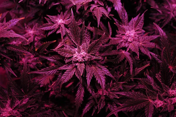 大麻灌木在装有Led植物灯的生长箱中的特写 粉红的霓虹灯变亮了 微型成长 — 图库照片