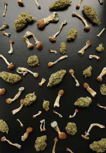 Mikrodoz konsepti. Siyah arka planda psilosibin mantarları ve marihuana tomurcukları var. Psikedelik gezi, doğrulama konsepti.
