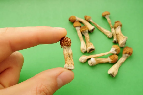 Psilocybe Cubensis Champignons Hand Van Mens Groene Achtergrond Psilocybine Psychedelische — Stockfoto