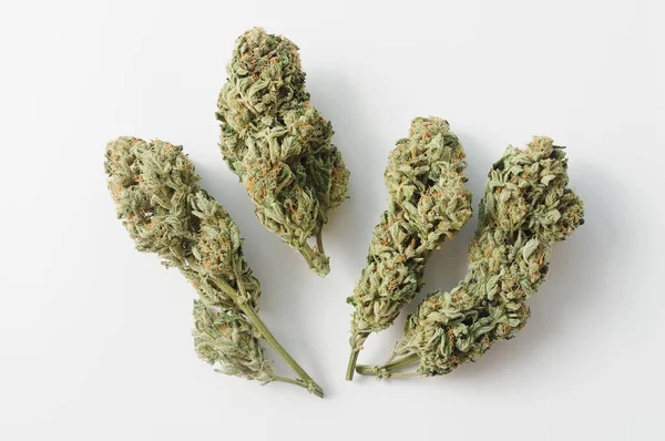 Botões Marijuana Fecham Cannabis Medicinal Floração Fundo Branco Recreação Cânhamo — Fotografia de Stock