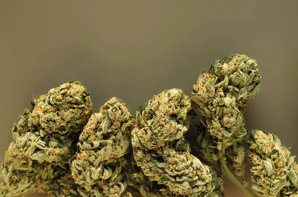 Marihuanové Pupeny Zblízka Léčivé Konopí Kvete Hnědém Pozadí Rekreace Konopí — Stock fotografie