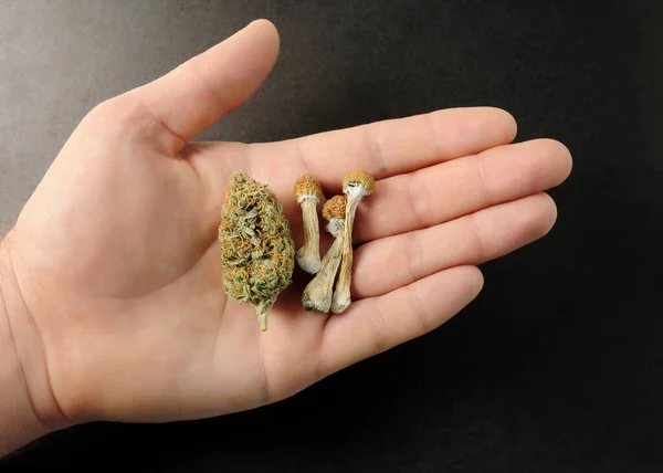 Micro Dosing Concept Dried Psilocybe Mushroom Cannabis Bud Man Hand — Stok fotoğraf
