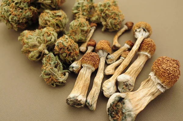 Mikro doz konsepti. Bej arka planda kurutulmuş psilosibe mantarları ve marihuana tomurcukları. Psikedelik gezi, CBD eğlencesi.
