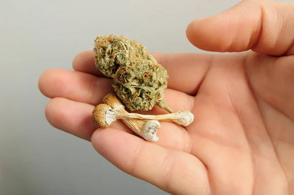Concepto Microdosificación Psilocybe Setas Secas Brote Cannabis Mano Del Hombre — Foto de Stock