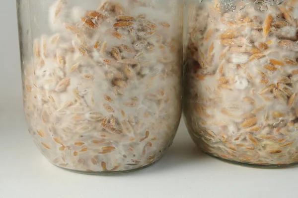 Mantarın miselyumuna yakın çekim, tahılda miselyum. Organik Psilocybe Cubensis mantarları yetiştirmek ve yetiştirmek, doğal vejetaryen yiyecekler. Mantar hipotenüs iplikleri.