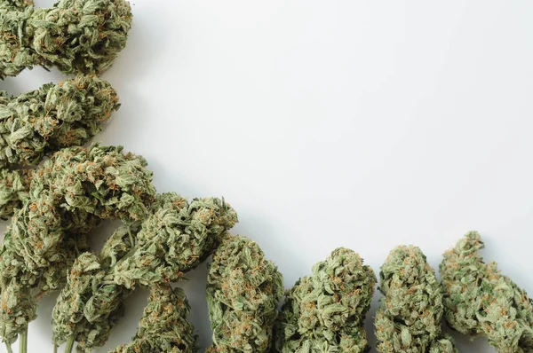 Marihuana tomurcukları yakın plan. Tıbbi esrarın beyaz arka planda çiçek açması. Kenevir rekreasyonu, tıbbi kullanım, yasallaştırma.