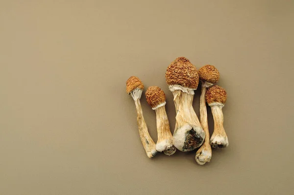 Psychedelic Magic Mushrooms Golden Teacher Dried Psilocybin Mushrooms Brown Background —  Fotos de Stock