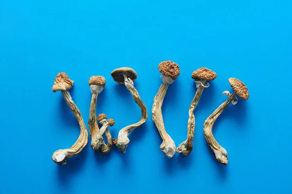 Funghi Secchi Psilocibina Sfondo Blu Brillante Fungo Magico Psichedelico Insegnante — Foto Stock