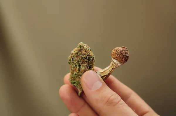 Conceito Microdosagem Cogumelo Psilocybe Seco Erva Cannabis Mão Homem Sobre — Fotografia de Stock